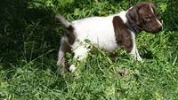 Purple Boy/Sparta, a male German Shorthaired Pointer for sale in Las Vegas, NV – 7 of 10
