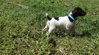 Blue Girl/Sparta, a female German Shorthaired Pointer for sale in Las Vegas, NV – 6 of 10