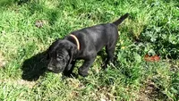 Orange Boy/Cleopatra, a male German Shorthaired Pointer and Weimaraner for sale in Las Vegas, NV – 4 of 10