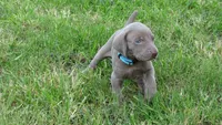 BLUE BOY/Ivanka, a female Weimaraner for sale in Las Vegas, NV – 7 of 10