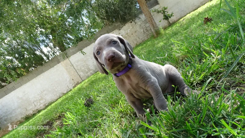 $500 SPECIAL DISCOUNT! PURPLE GIRL/Ivanka – Weimaraner puppy for sale in Las Vegas, NV