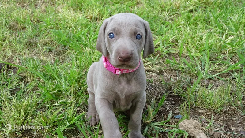 PINKY GIRL/IVANKA – Weimaraner puppy for sale in Las Vegas, NV