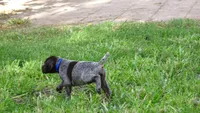 BLUE GIRL/DAKOTA.DOB:07/26/26, a male German Shorthaired Pointer for sale in Las Vegas, NV – 9 of 10
