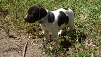Blue Girl/Sparta, a female German Shorthaired Pointer for sale in Las Vegas, NV – 7 of 10