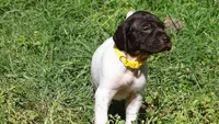 Yellow Girl/Sparta, a female German Shorthaired Pointer for sale in Las Vegas, NV – 2 of 10