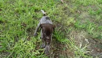 PINKY BOY/ DAKOTA,DOB: 07/26/26, a male German Shorthaired Pointer for sale in Las Vegas, NV – 4 of 10