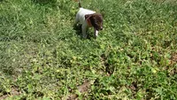 Orange Girl/Sparta, a female German Shorthaired Pointer for sale in Las Vegas, NV – 7 of 9