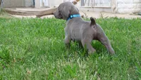 BLUE BOY/Ivanka, a female Weimaraner for sale in Las Vegas, NV – 2 of 10
