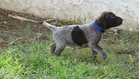 BLUE GIRL/DAKOTA.DOB:07/26/26, a male German Shorthaired Pointer for sale in Las Vegas, NV – 5 of 10