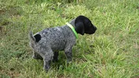 GREEN GIRL/DAKOTA,DOB: 07/26/26, a female German Shorthaired Pointer for sale in Las Vegas, NV – 6 of 10