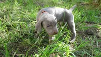 $500 SPECIAL DISCOUNT! ORANGE GIRL/Ivanka, a male Weimaraner for sale in Las Vegas, NV – 7 of 10