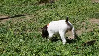 Orange Girl/Sparta, a female German Shorthaired Pointer for sale in Las Vegas, NV – 8 of 9