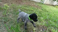 GREEN GIRL/DAKOTA,DOB: 07/26/26, a female German Shorthaired Pointer for sale in Las Vegas, NV – 10 of 10