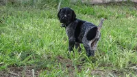 Black Boy/Dakota, a male German Shorthaired Pointer for sale in Las Vegas, NV – 10 of 10