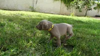 $500 SPECIAL DISCOUNT! YELLOW  BOY/Ivanka, a male Weimaraner for sale in Las Vegas, NV – 2 of 10