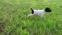 GREEN BOY/DAKOTA,DOB:07/26/26, a male German Shorthaired Pointer for sale in Las Vegas, NV – 5 of 10