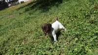Orange Girl/Sparta, a female German Shorthaired Pointer for sale in Las Vegas, NV – 9 of 9