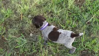 PURPLE BOY/DAKOTA.DOB:07/26/26, a male German Shorthaired Pointer for sale in Las Vegas, NV – 9 of 10