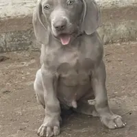 Purple Boy/Elena, a male Weimaraner for sale in Las Vegas, NV – Photo 7 of 10