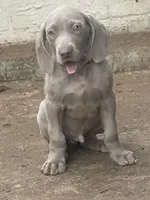 Purple Boy/Elena, a male Weimaraner for sale in Las Vegas, NV – Photo 7 of 10