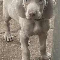 Purple Boy/Elena, a male Weimaraner for sale in Las Vegas, NV – Photo 3 of 10