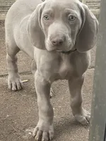 Purple Boy/Elena, a male Weimaraner for sale in Las Vegas, NV – Photo 3 of 10
