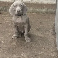 Purple Boy/Elena, a male Weimaraner for sale in Las Vegas, NV – Photo 5 of 10