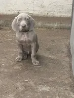 Purple Boy/Elena, a male Weimaraner for sale in Las Vegas, NV – Photo 5 of 10