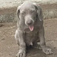 Purple Boy/Elena, a male Weimaraner for sale in Las Vegas, NV – Photo 9 of 10
