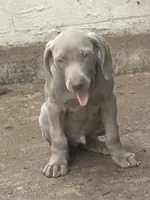 Purple Boy/Elena, a male Weimaraner for sale in Las Vegas, NV – Photo 9 of 10