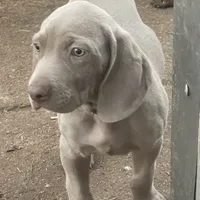 Purple Boy/Elena, a male Weimaraner for sale in Las Vegas, NV – Photo 4 of 10