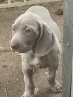 Purple Boy/Elena, a male Weimaraner for sale in Las Vegas, NV – Photo 4 of 10