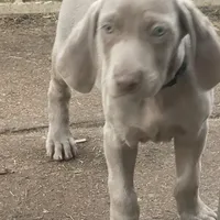 Purple Boy/Elena, a male Weimaraner for sale in Las Vegas, NV – Photo 2 of 10