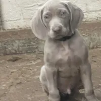 Purple Boy/Elena, a male Weimaraner for sale in Las Vegas, NV – Photo 1 of 10
