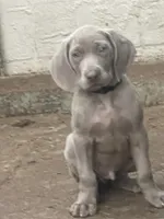 Purple Boy/Elena, a male Weimaraner for sale in Las Vegas, NV – Photo 1 of 10