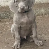 Purple Boy/Elena, a male Weimaraner for sale in Las Vegas, NV – Photo 10 of 10