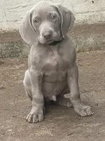 Purple Boy/Elena, a male Weimaraner for sale in Las Vegas, NV – Photo 10 of 10