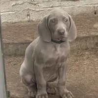 Purple Boy/Elena, a male Weimaraner for sale in Las Vegas, NV – Photo 6 of 10