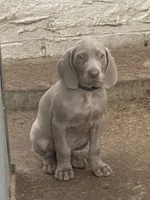 Purple Boy/Elena, a male Weimaraner for sale in Las Vegas, NV – Photo 6 of 10
