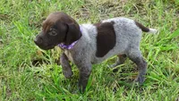 PURPLE BOY/DAKOTA.DOB:07/26/26, a male German Shorthaired Pointer for sale in Las Vegas, NV – 6 of 10