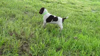 GREEN BOY/DAKOTA,DOB:07/26/26, a male German Shorthaired Pointer for sale in Las Vegas, NV – 9 of 10