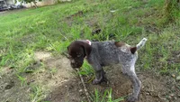 PINKY BOY/ DAKOTA,DOB: 07/26/26, a male German Shorthaired Pointer for sale in Las Vegas, NV – 2 of 10