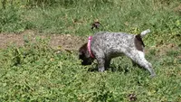 Pinky Girl/Sparta, a female German Shorthaired Pointer for sale in Las Vegas, NV – 7 of 10