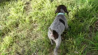 BLUE BOY/DAKOTA,DOB:07/26/26, a male German Shorthaired Pointer for sale in Las Vegas, NV – 8 of 10