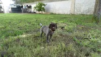 PINKY BOY/ DAKOTA,DOB: 07/26/26, a male German Shorthaired Pointer for sale in Las Vegas, NV – 5 of 10