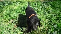 Orange Boy/Cleopatra, a male German Shorthaired Pointer and Weimaraner for sale in Las Vegas, NV – 6 of 10