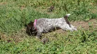 Pinky Girl/Sparta, a female German Shorthaired Pointer for sale in Las Vegas, NV – 5 of 10