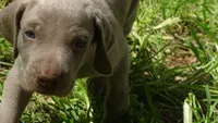 $500 SPECIAL DISCOUNT! YELLOW  BOY/Ivanka, a male Weimaraner for sale in Las Vegas, NV – 4 of 10