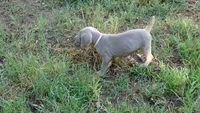 GREEN BOY/ELENA, a male Weimaraner for sale in Las Vegas, NV – 8 of 8