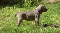 $500 SPECIAL DISCOUNT! PURPLE GIRL/Ivanka, a female Weimaraner for sale in Las Vegas, NV – 7 of 10